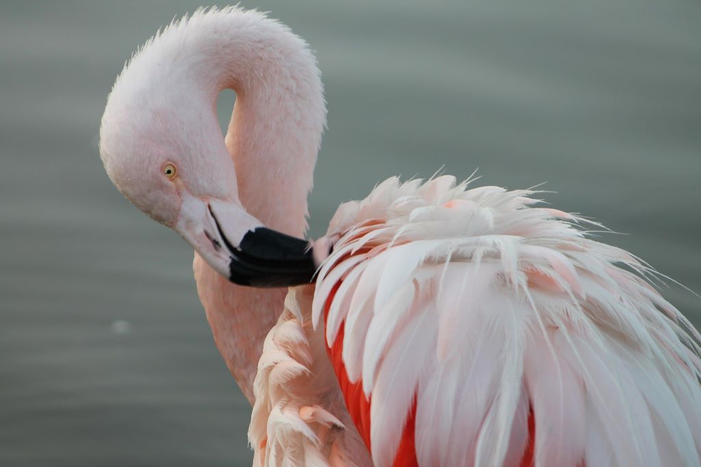 Gros plan d’un flamant rose faisant sa toilette au bord d’une eau calme
